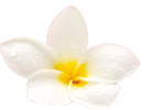 bildblume